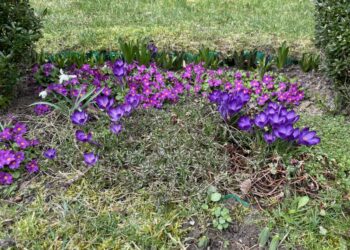 „Wiosna budzi się do życia”