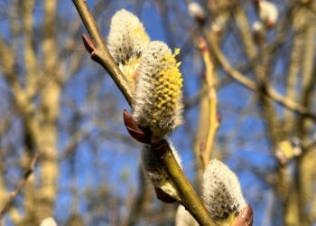 Pierwszy dzień wiosny